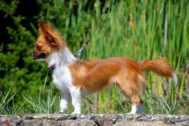 Foxy lady De malaga