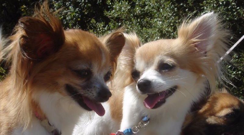 Foxy lady et sa fille Jaia